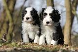 BEARDED COLLIE 081
